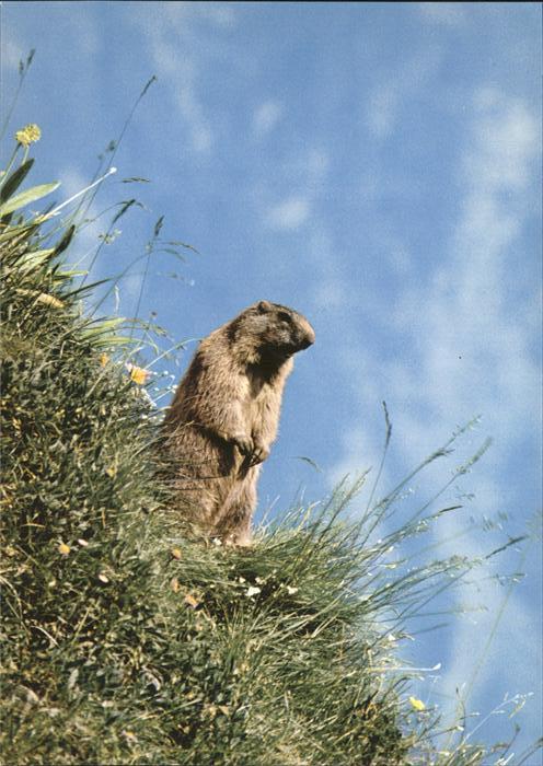 Tiere Murmeltier marmotta marmot