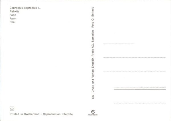 Reh Capreolus Rehkitz faon – Bild 2