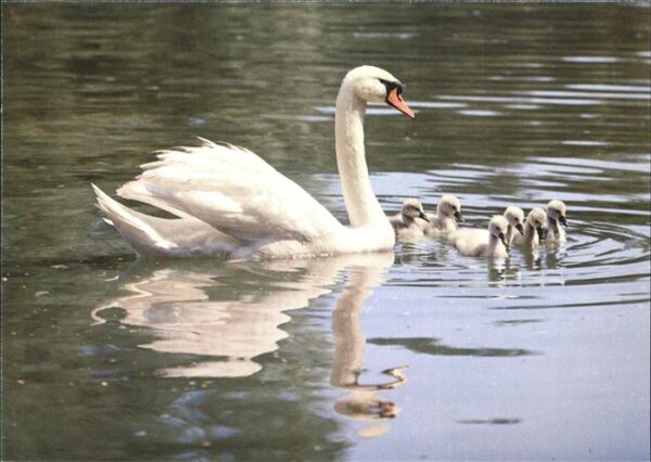 Schwan Höckerschwäne swan