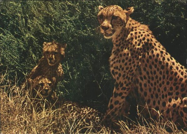 Tiere Gepard Cheetah