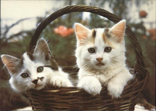 Katzen felis Katzen chats cats