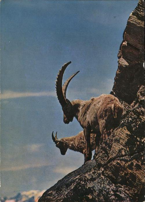 Steinbock Bouquetins Ibexes