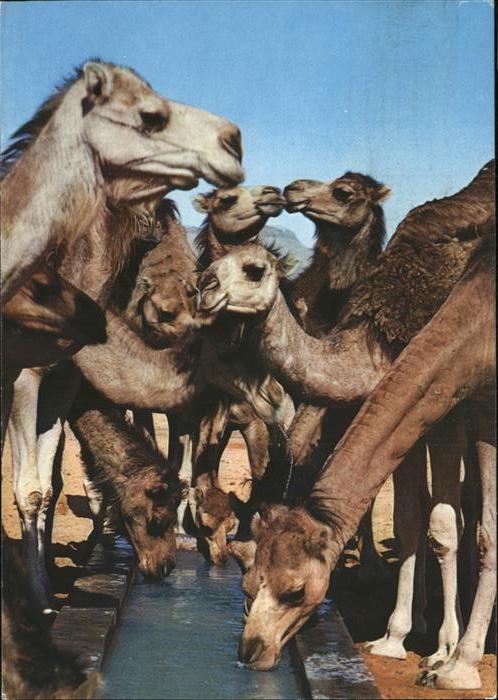 Kamel  Camel Chameau Tunesien Tunisia Tunisie