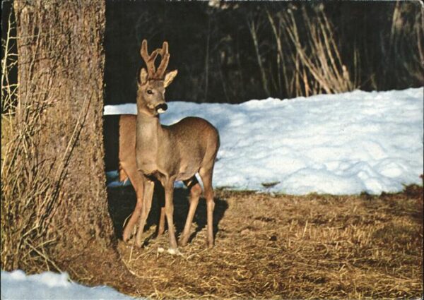 Reh Chereuil Roebuck Rehbock