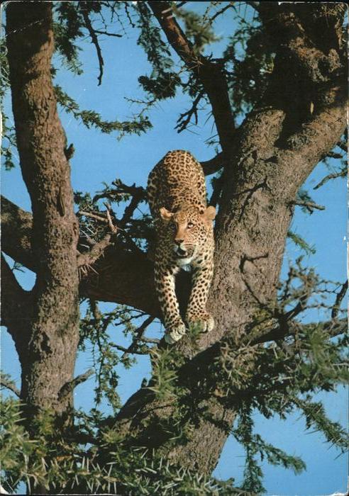 Tiere Leopard Afrika