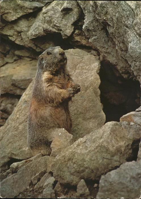 Tiere Murmeltier marmotte