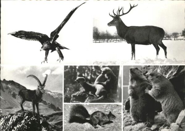 Tiere Alpen Graubünden Adler Hirsch Eichhörnc
