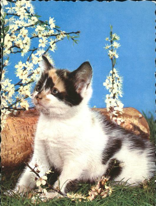 Katzen