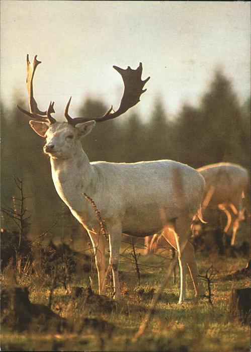 Hirsch Weißer Damhirsch