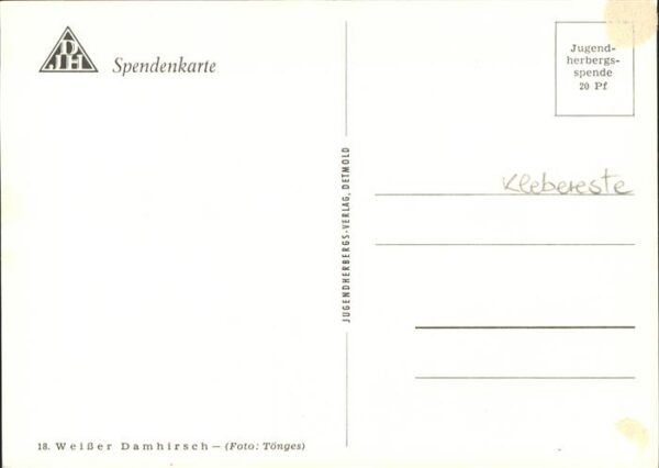Hirsch Weißer Damhirsch – Bild 2