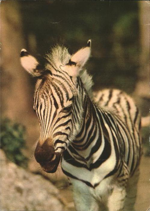 Zebra