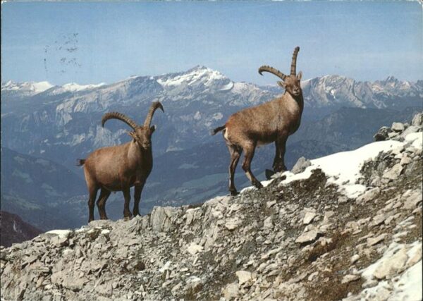 Tiere Steinwild Bouquetin Ibex