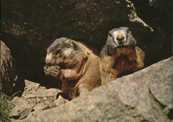 Tiere Murmeltiere