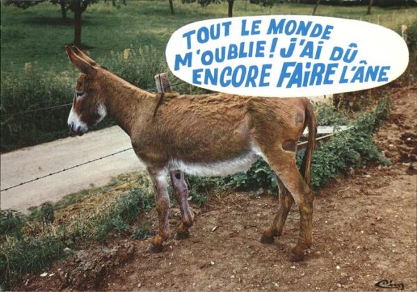 Esel Tiere Ane Humor