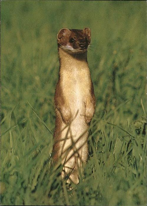 Tiere Hermelin