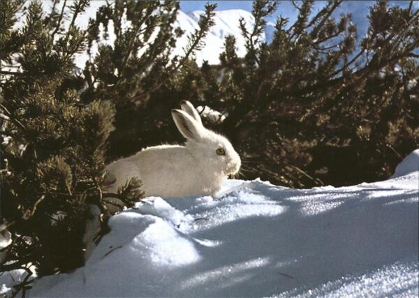 Hasen Sneeuwhaas alpine hare lievre blanc