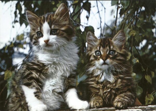 Katzen Felis chats cats