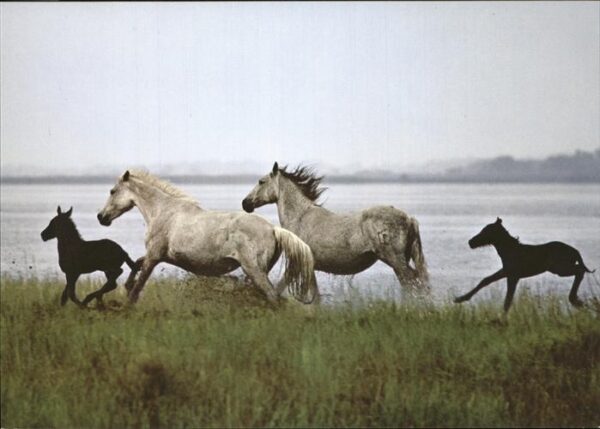 Pferde Camargue horses poulains