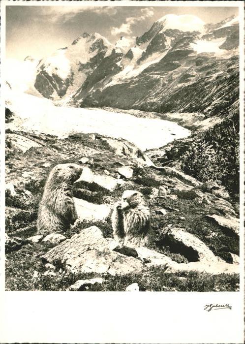 Tiere Murmeltiere J. Gaberell Nr. 27550