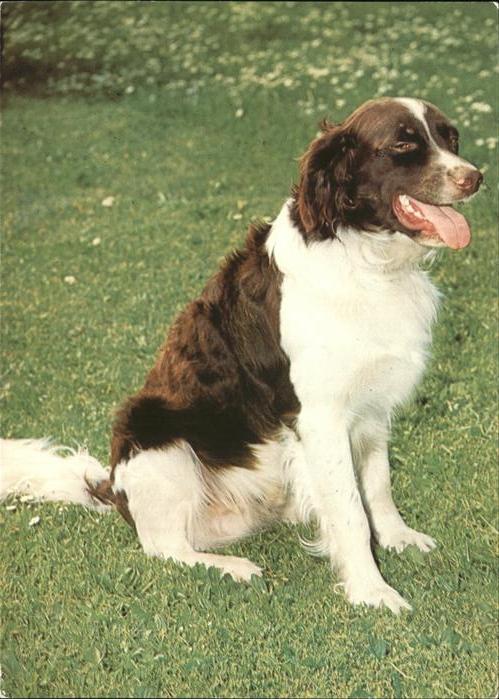 Hunde