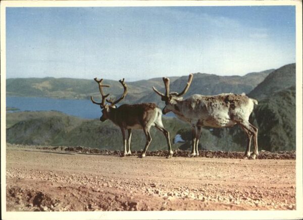 Tiere Norway Reindeer North Cape Road