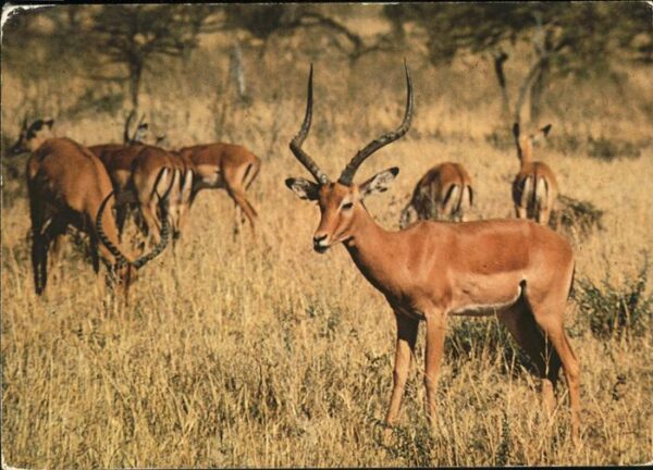 Tiere Impalas
