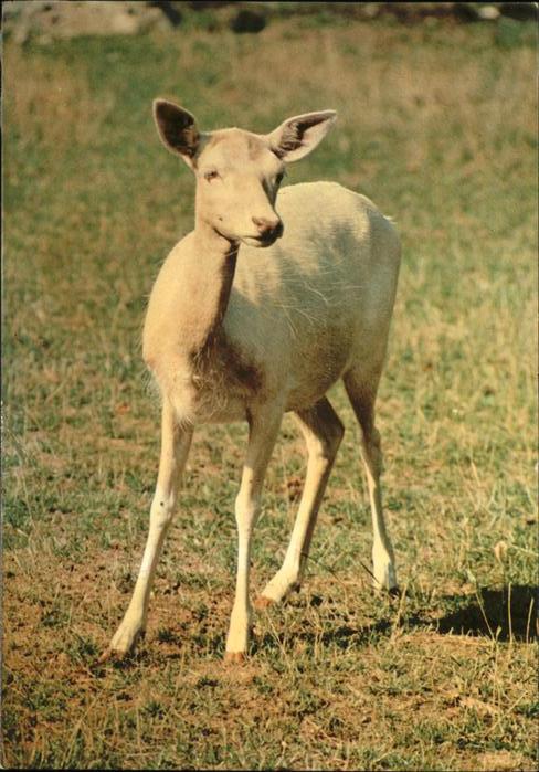 Reh Daim Blanc