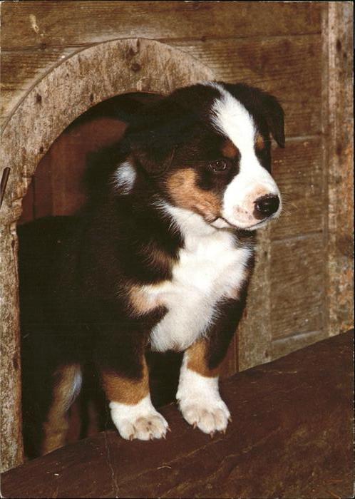 Hunde Sennenhund Welpe