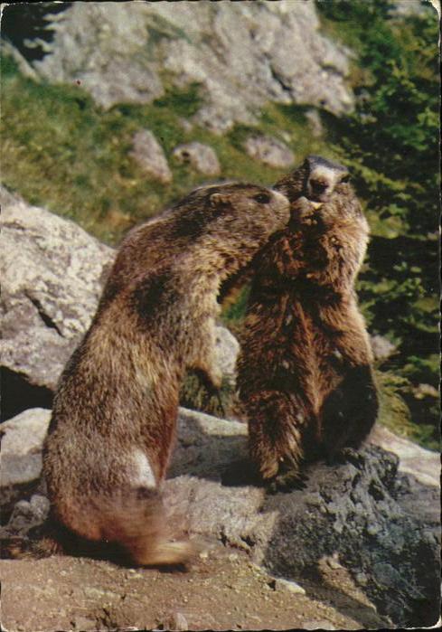 Tiere Murmeltiere marmotte