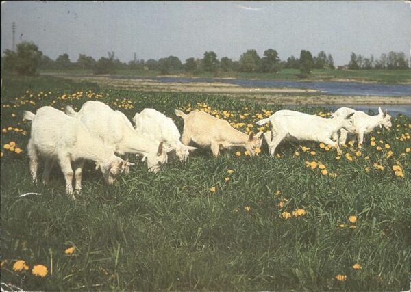 Ziege Ostern Gänseblümchen