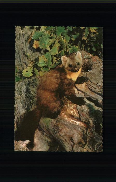 Tiere Hermelin