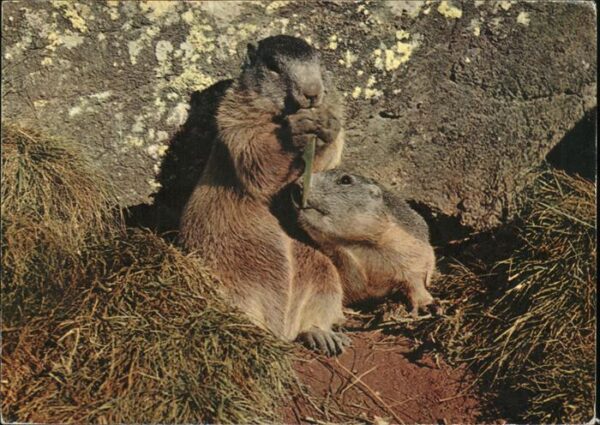 Tiere Murmeltiere marmots marmottes