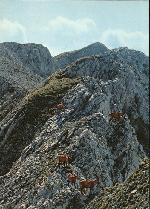 Steinbock Steinwild Alpstein