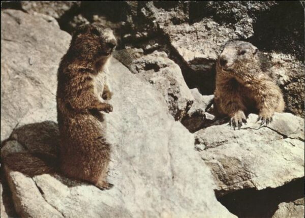 Tiere Murmeltiere Marmottes Photoglob-Wehrli