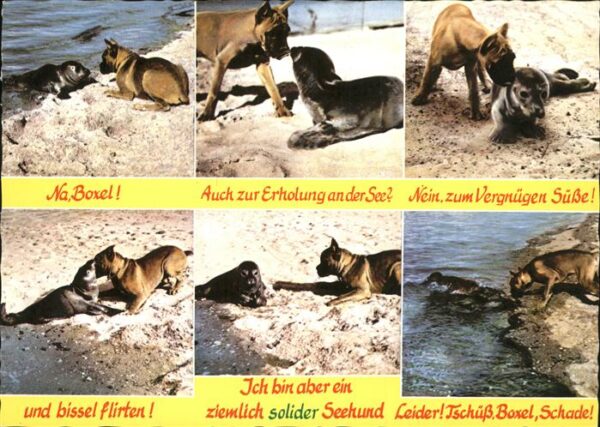 Seehunde Robben Boxer Nordseestrand
