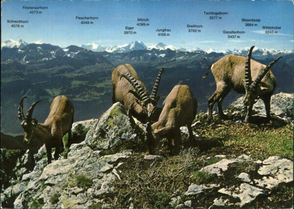Steinbock Brienzer Rothorn Berner Alpen