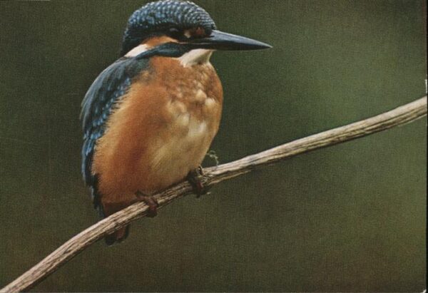 Voegel Eisvogel Vogelkalender
