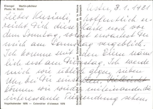 Voegel Eisvogel Vogelkalender – Bild 2