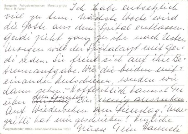 Enten Bergente Vogelkalender – Bild 2