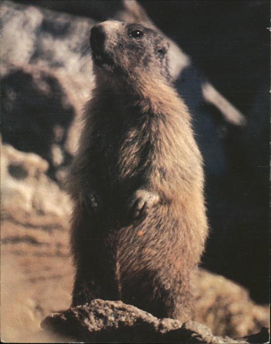 Tiere Murmeltier Marmotte
