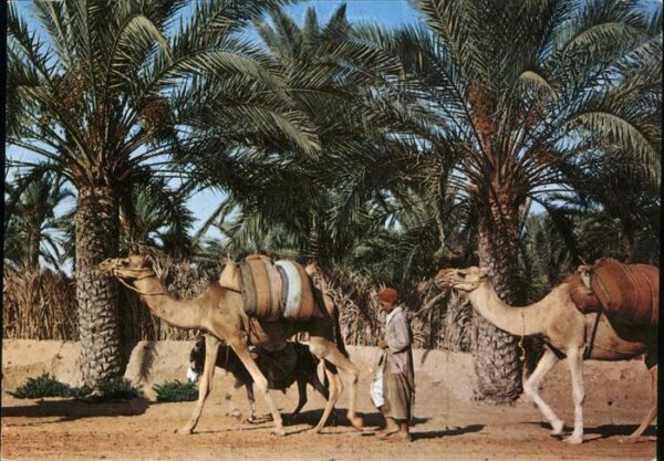 Kamel  Camel Chameau Gabes La Caravane Palmen