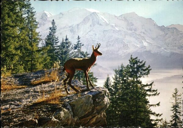 Gemse Les Pyrenees Isard