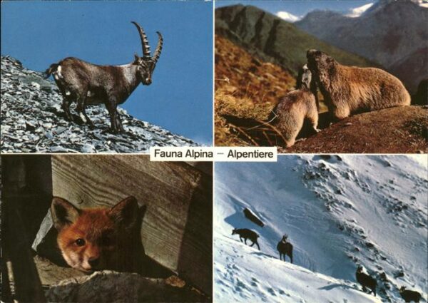 Tiere Alpen Steinbock Bergfuchs Gemsen Murmel