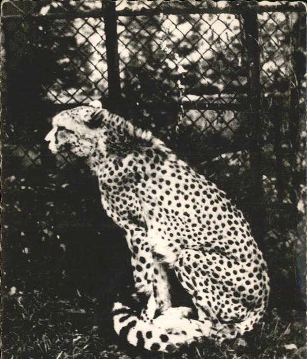 Tiere Gepard Guepard Afrika Afrique
