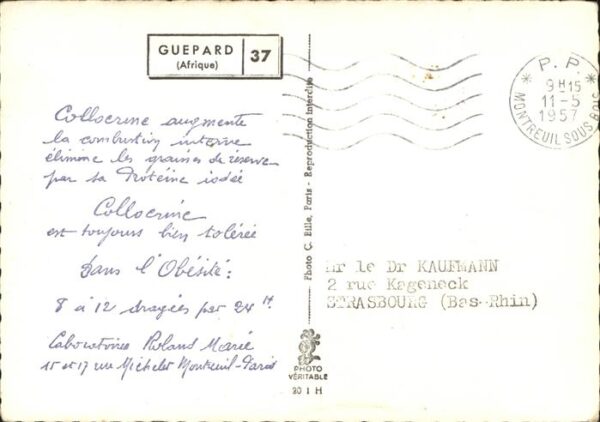 Tiere Gepard Guepard Afrika Afrique – Bild 2