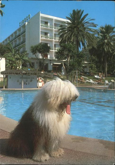 Hunde Palmen Hotel Siroco Benalmadena Costa M