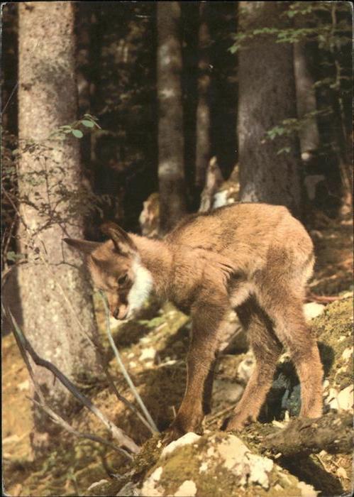 Gemse Chamois Creux-du-Van