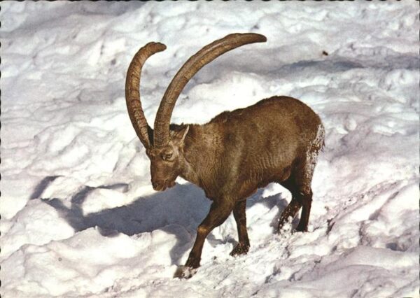 Steinbock