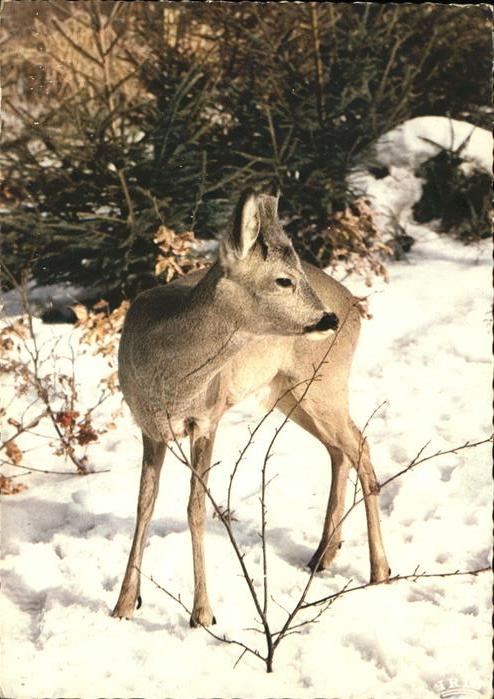 Reh Faune de l'Est