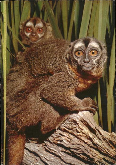 Affen Mirikina Aotes trivirgatus Cebide
